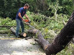 How Our Tree Care Process Works  in  Woodbury, TN