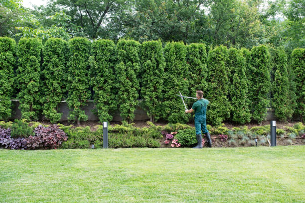 Best Tree Preservation Services  in Woodbury, TN